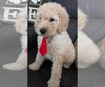 Small Photo #8 Sheepadoodle Puppy For Sale in FONTANA, CA, USA