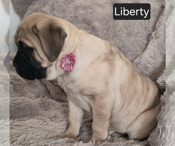 Medium Photo #10 Cane Corso Puppy For Sale in MINERAL WELLS, WV, USA