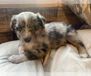 Australian Shepherd Puppy for sale in DRUMMONDS, TN, USA