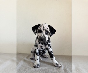 Dalmatian Puppy for sale in DENVER, CO, USA
