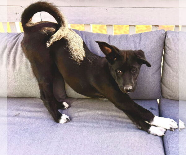 Medium Photo #7 Scottish Collisky Puppy For Sale in Littleton, CO, USA