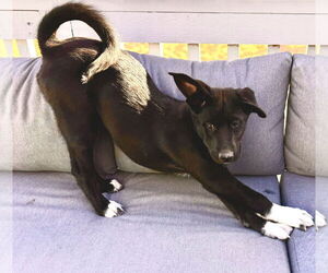 Erica - Female Scottish Collisky Dog for Adoption - Photo #7