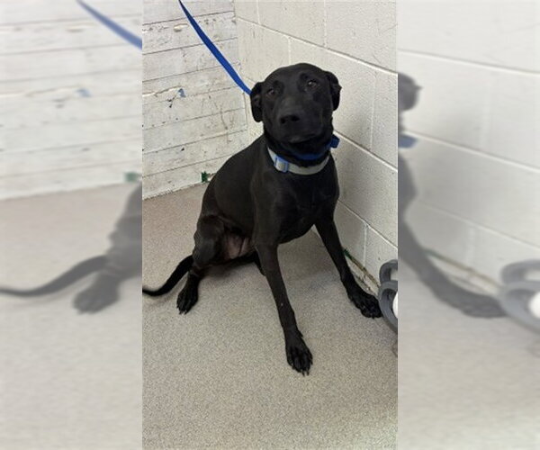 Medium Photo #1 Labrador Retriever-Unknown Mix Puppy For Sale in San Bernardino, CA, USA