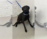 DINA - Female Labrador Retriever-Unknown Mix Dog for Adoption - Small photo