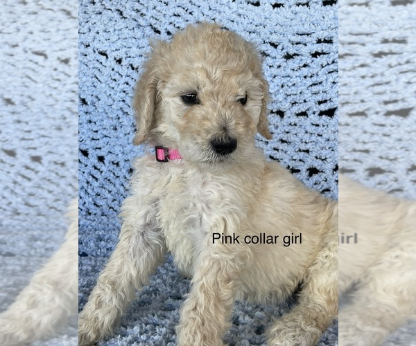 Medium Photo #4 Poodle (Standard) Puppy For Sale in FONTANA, CA, USA
