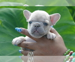 Puppy Sold French Bulldog