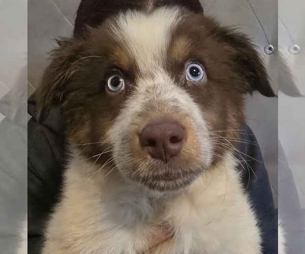 Medium Photo #1 Australian Shepherd Puppy For Sale in ROY, UT, USA