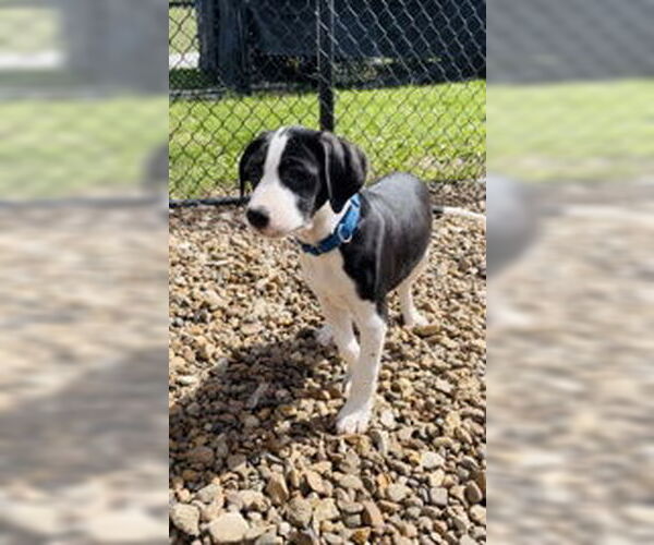 Medium Photo #8 Mutt Puppy For Sale in Oskaloosa, IA, USA