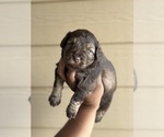 Puppy Chub Schnauzer (Miniature)
