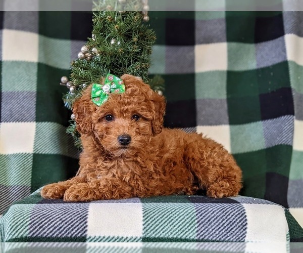 Medium Photo #5 Poodle (Miniature) Puppy For Sale in NEW PROVIDENCE, PA, USA