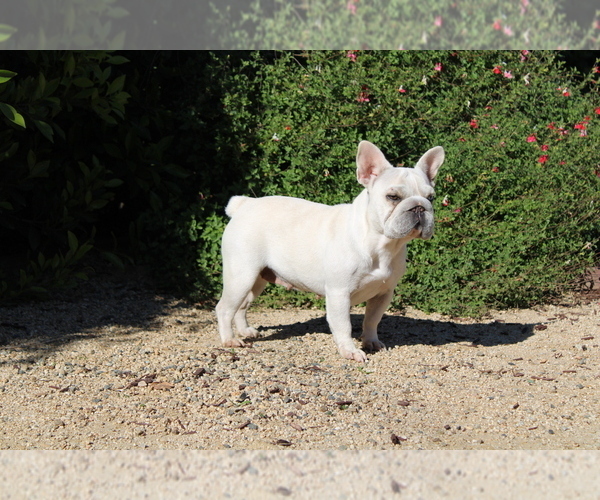 Medium Photo #1 French Bulldog Puppy For Sale in POMONA, CA, USA