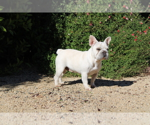 Mother of the French Bulldog puppies born on 08/17/2025
