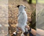 Small Photo #25 Australian Cattle Dog Puppy For Sale in OREGON HOUSE, CA, USA