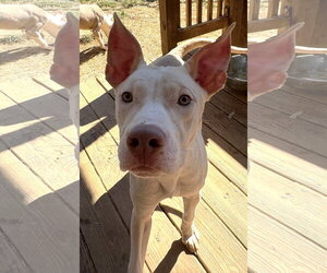 261487  Creme Saver - Male American Pit Bull Terrier-Unknown Mix Dog for Adoption - Photo #3