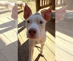 Small Photo #3 American Pit Bull Terrier-Unknown Mix Puppy For Sale in Wetumpka, AL, USA