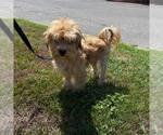 Small #2 Maltese Mix
