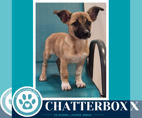Medium Photo #4 Chihuahua Puppy For Sale in Kimberton, PA, USA