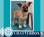 Small #3 Chihuahua