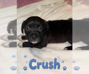 American Staffordshire Terrier-Unknown Mix Dogs for adoption in Holly Springs, NC, USA