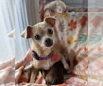 Small #1 Chihuahua Mix