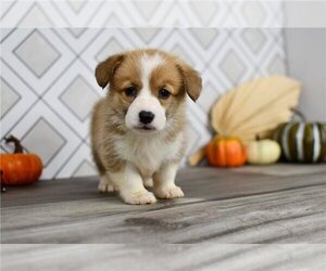 Pembroke Welsh Corgi Puppy for sale in LOS ANGELES, CA, USA