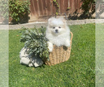 Small Photo #3 Pomeranian Puppy For Sale in BAKERSFIELD, CA, USA