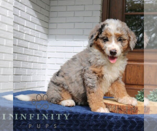 Medium Photo #4 Bernedoodle (Miniature) Puppy For Sale in LANCASTER, PA, USA