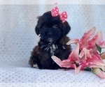 Small Photo #1 Shih-Poo Puppy For Sale in LAKELAND, FL, USA