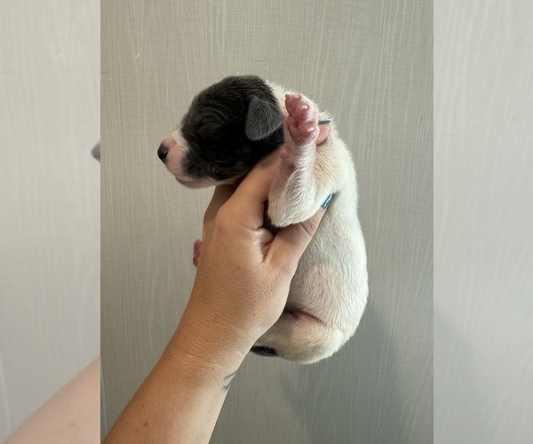 Medium Photo #24 Great Dane Puppy For Sale in HALLETTSVILLE, TX, USA