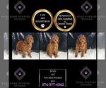 Puppy Blaze AKC Poodle (Toy)