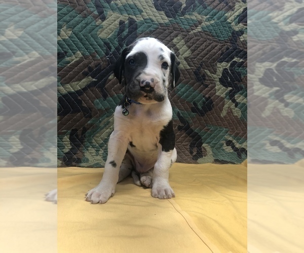 Medium Photo #8 Great Dane Puppy For Sale in FONTANA, CA, USA