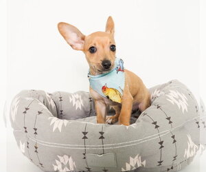 Chihuahua-Unknown Mix Dogs for adoption in Phoenix, AZ, USA