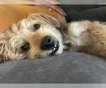Small #1 Silky Terrier
