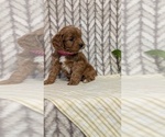 Small Photo #56 Cavapoo (Miniature) Puppy For Sale in GOSHEN, IN, USA