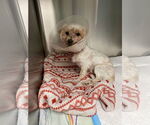 Small #6 Maltese