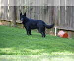 Small Photo #1 German Shepherd Dog Puppy For Sale in POWDER SPRINGS, GA, USA