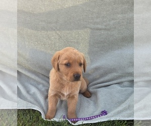 Golden Labrador Puppy for sale in HAZEL GREEN, WI, USA