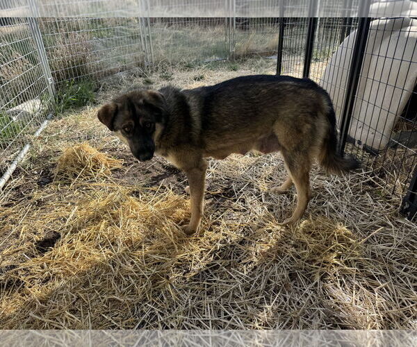 Medium Photo #2 Shepweiller Puppy For Sale in Chama, NM, USA