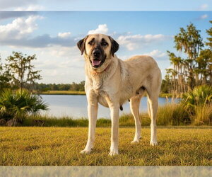 Anatolian Shepherd Dogs for adoption in Tavares, FL, USA