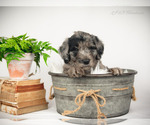 Small Photo #8 Bordoodle Puppy For Sale in STRAFFORD, MO, USA