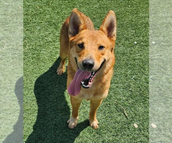 Medium Photo #5 Carolina Dog-Unknown Mix Puppy For Sale in Rockwall, TX, USA