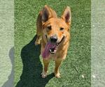 Small #4 Carolina Dog Mix