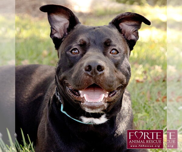 Medium Photo #1 American Staffordshire Terrier-Unknown Mix Puppy For Sale in Marina del Rey, CA, USA