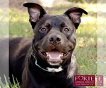 Small American Staffordshire Terrier Mix