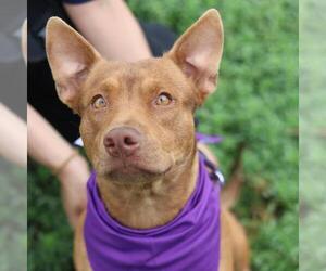 Mutt Dogs for adoption in San Antonio, TX, USA