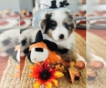 Small Photo #11 Miniature Australian Shepherd Puppy For Sale in ANTHONY, FL, USA