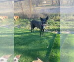 Small #2 Border Collie