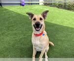 Small #3 German Shepherd Dog