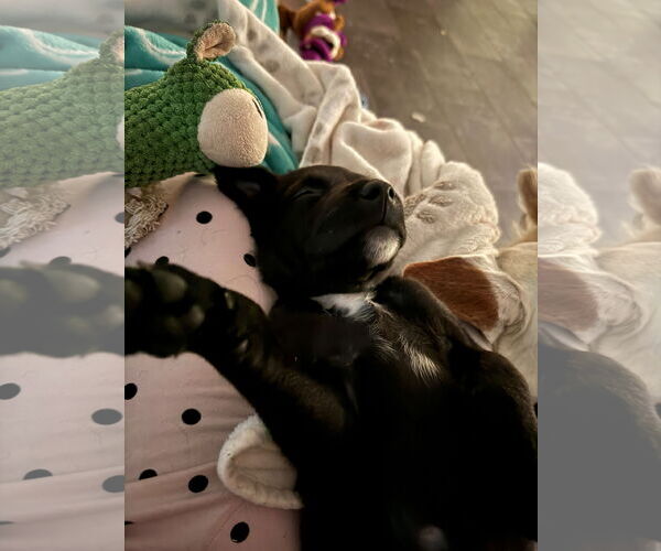 Medium Photo #3 Labrador Retriever-Unknown Mix Puppy For Sale in Fenton, MO, USA