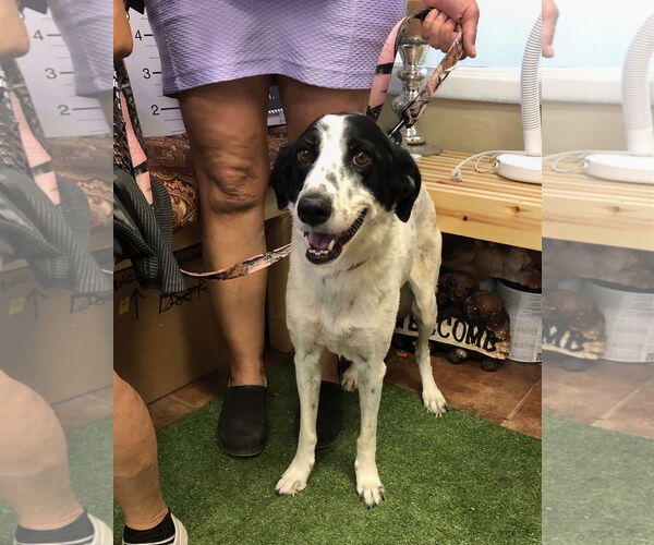 Medium Photo #1 Border Collie-English Springer Spaniel Mix Puppy For Sale in Amarillo, TX, USA